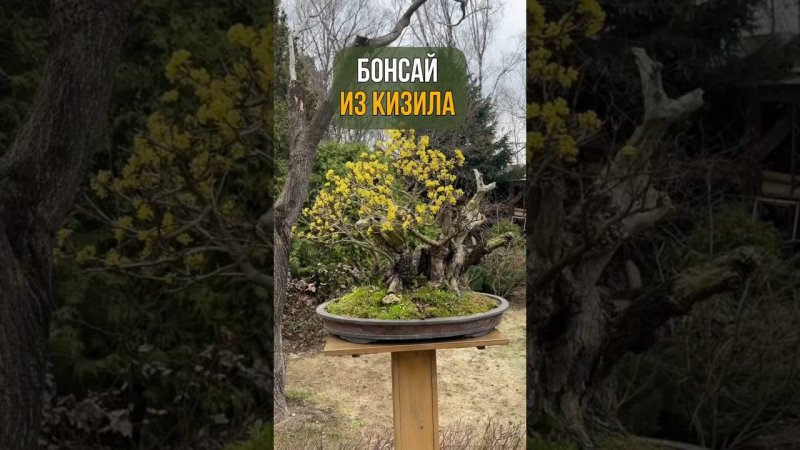 БОНСАЙ ИЗ КИЗИЛА