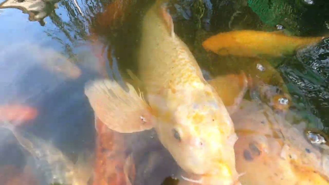 4k смотреть онлайн