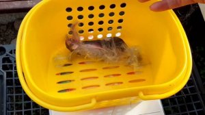 Кролики породы Ризен. Взвесим двухдневных крольчат! +10 малышей!