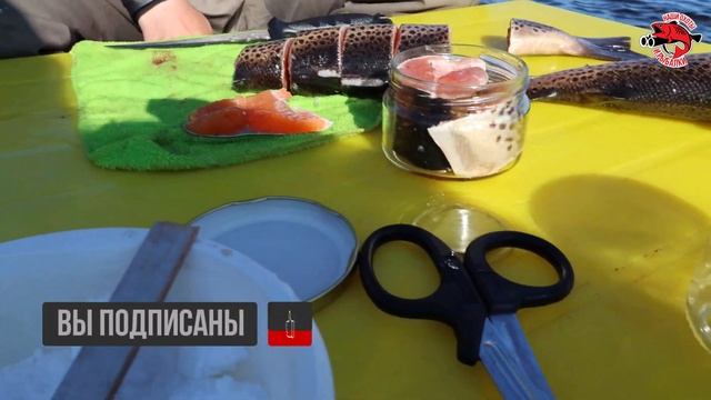? Как сохранить улов после рыбалки // Как использовать автоклав на рыбалке