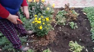 Хризантемы укрываем на зиму