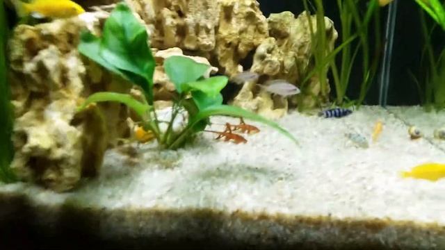 Малавия 60 литров куб смотреть онлайн