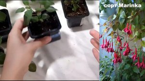 Фуксия... Формировка... Легко!!!!