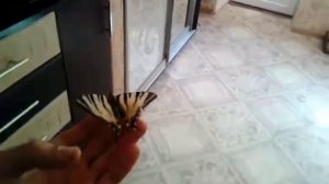 Бабочка залетела в дом