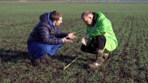 Обработка семян озимой пшеницы. Кремний. Питание растений. Удобрение. NDVI. Сельское хозяйство.