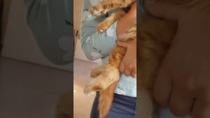 Мейн-кун котёнок Хайди                       Maine Coon little Heidi