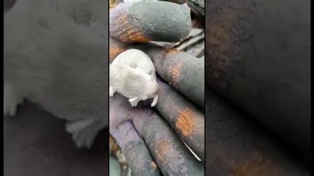 Ласка-мама переносит ласок-детенышей