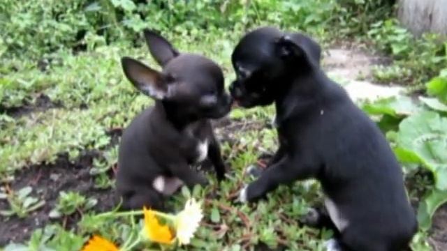 Щенки чихуахуа ПИТОМНИК ПЕНЗЕНСКИЙ ТАЛИСМАН смотреть онлайн