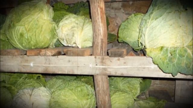 Как хранить капусту, что бы была свежей