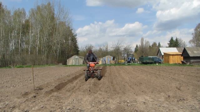 Нарезаю гребни мотоблоком и сею морковь.