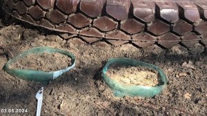 Мшанка из семян. Четвертый месяц после посева