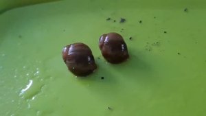 улитята архахатины маргината маргината,уход за улитятами#блог #улитка #ахатины #snail