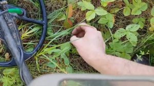 ШОК!!! от находки. Искал монеты а нашел ТТ