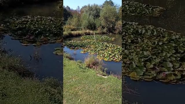 Выращивание пиявок дома. Создаем питомник маточного поголовья пиявок. Независимость от приобретения