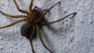 Паук дворовой ночью: отдыхает или охотится. Spiders on the walls