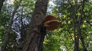 Yes! Really! A CARNIVOROUS mushroom! Everything you need to know!