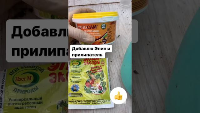 Обработка хвойных растений весной #сад #гортензии #хвойные #обработкасада #ландшафт #flower #огород