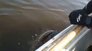 Рыбалка на Васильевских островах. Апрель 2018г.