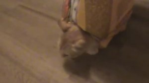 Корм для собак