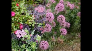 ФУОПСИС  (PHUOPSIS)  сем. Мареновые