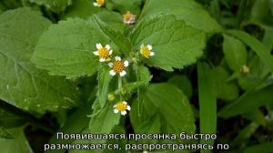 Сорные травы: список, описание, как называются