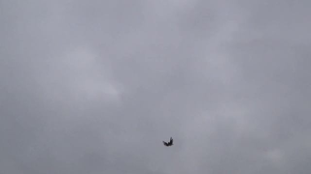 Николаевские голуби Кирильченко В. А (16.02.21) смотреть онлайн