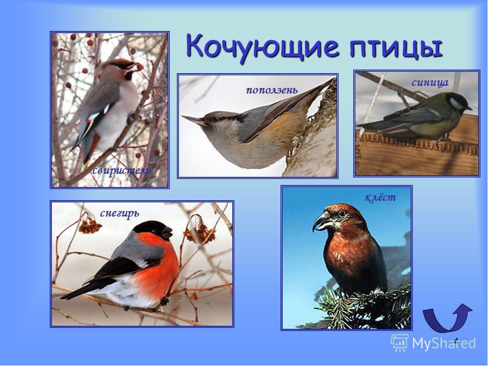 Мигрирующие и оседлые птицы. Птицы зимующие- Кочующие и осёдлые, перелётные. Оседлые и перелетные птицы Урала. Оседлые зимующие и перелетные птицы. Оседлые Кочующие и перелетные птицы.