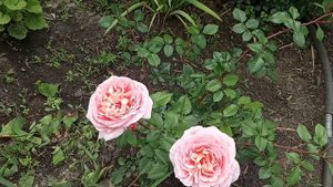 Роза АБРАХАМ ДЕРБИ.Необыкновенной красоты и вкуснейшиим ароматом английская роза.