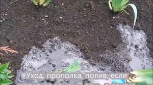 Таких ирисов вы не видели! Всё про ирисы.