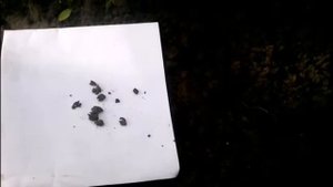 лилии  бульбочками (размножение)