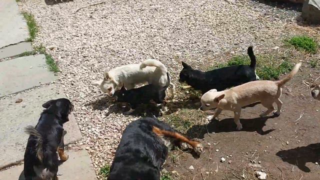 Виолетта #продажачихуахуа гуляет со взрослыми, питомник чихуахуа Кастропуло Крым доставка есть смотреть онлайн