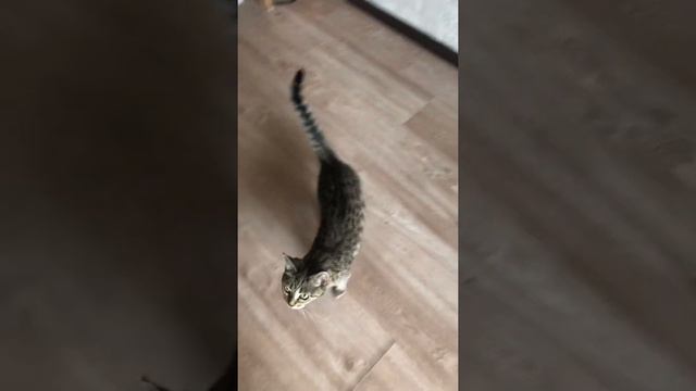 Белой акации. Исполняет Алина. смотреть онлайн