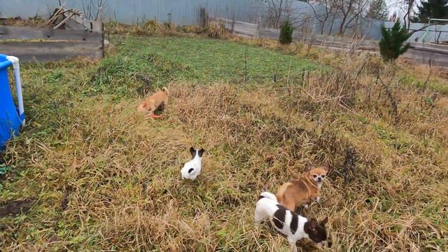 #VLOG 02.12.2020 - ЩЕНКИ ЧИХУА ГОТОВЫ К ПРОДАЖЕ#ПИТОМНИКМАРИМИСТИК#куплючихуапродаю#ЧИХУА В ДЕРЕВНЕ смотреть онлайн