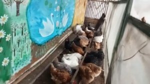 ЗА ДВА ДНЯ УБИРАЮ ХРИПЫ У КУРЕЙ, И ОНИ ЗДОРОВЫ.