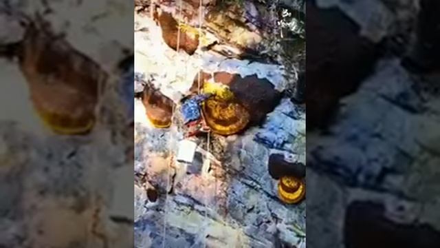 Как люди собирают на скалах дикий мёд! ? смотреть онлайн