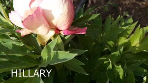 Peony HILLARY (Пион Хиллари) , Anderson, 1994, США