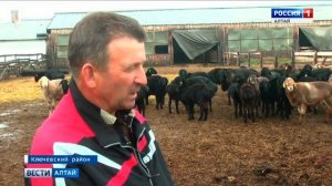 В Ключевском районе выращивают овец эдильбаевской породы