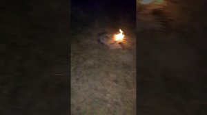 ночная рыбалка прикол