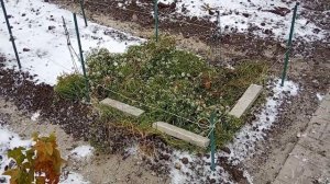 Гортензия в Сибири. Укрываю черенки - первогодки  гортензии на зиму. Как сохранить черенки зимой.