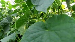 Эксперимент по выращиванию огурцов в теплице ранней весной.