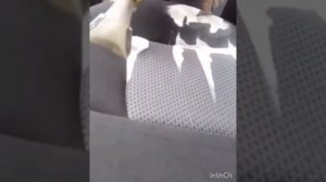 Химчистка автосалона моющим пылесосом Puzzi??