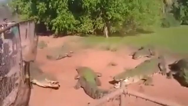 Крокодил откусил лапу другому крокодилу. смотреть онлайн