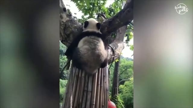 Смешные панды || Funny Pands смотреть онлайн