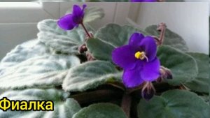 КОМНАТНЫЕ ЦВЕТЫ МОЕГО ДЕТСТВА.  ФОТО И НАЗВАНИЯ