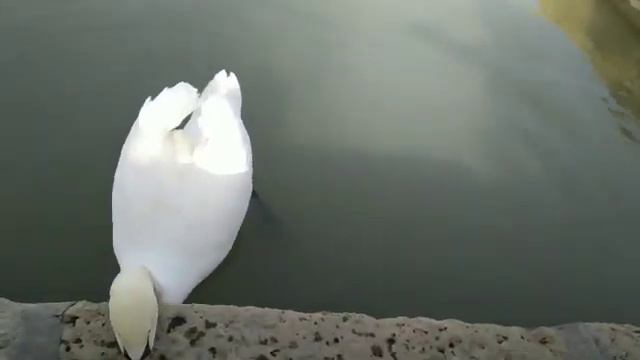 БУХАРА. 2019 смотреть онлайн