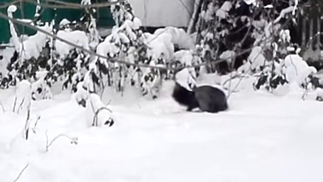 Лиса и снежные сугробы смотреть онлайн