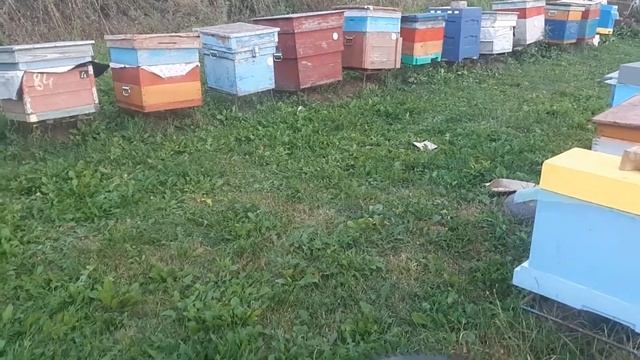 Август замена маток смотреть онлайн