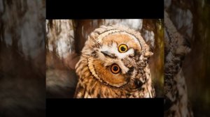 Басня Филин и осел