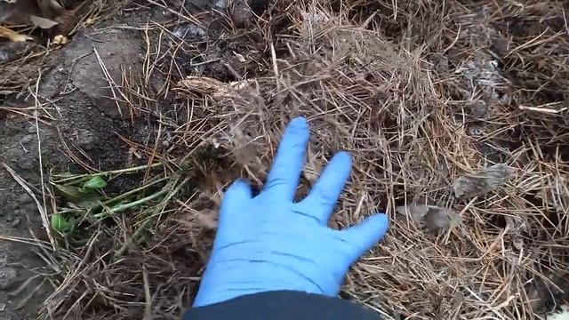 Удалось заселить ЗИМОЙ триходерму в теплицу - просто принесла из леса хвойный опад смотреть онлайн