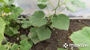 ОГУРЦЫ. ОГУРЦЫ ЗАКРЫТОГО ГРУНТА. ПОЧЕМУ ЖЕЛТЕЕТ ЗАВЯЗЬ МАМЛЮК, КУРАЖ, ТЕЩА. ОГОРОД НА КУБАНИ